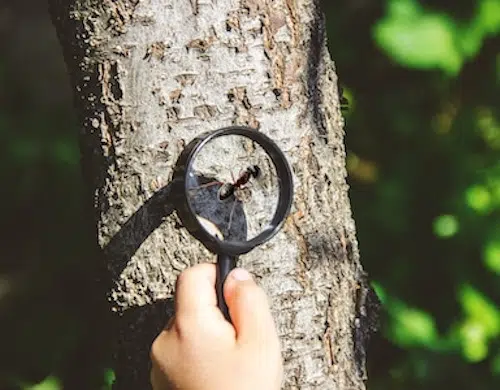 Magnifying glass on an insect climbing the tree