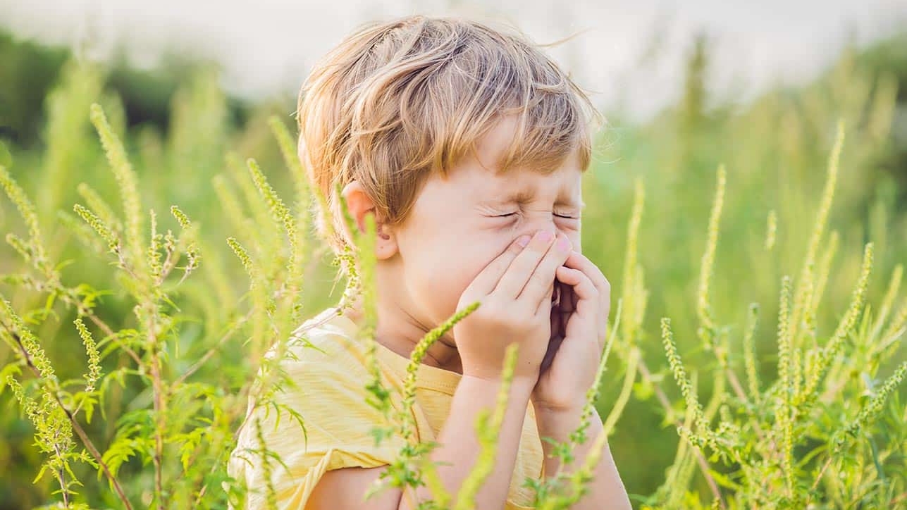 Boy sneezes because of an allergy to ragweed