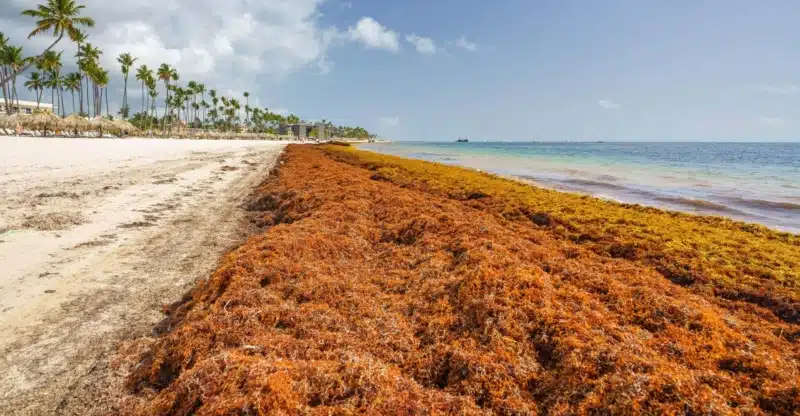 How Seaweed Can Effect Respiratory Health