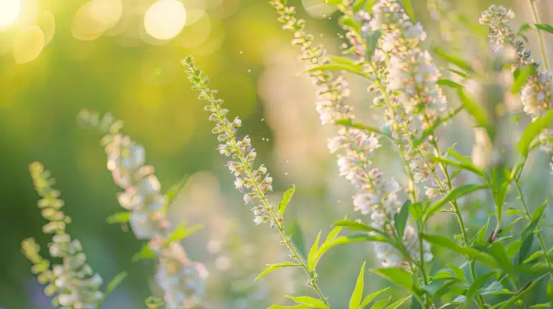 Interview with Dr. Keiser: Dealing with Spring Allergies