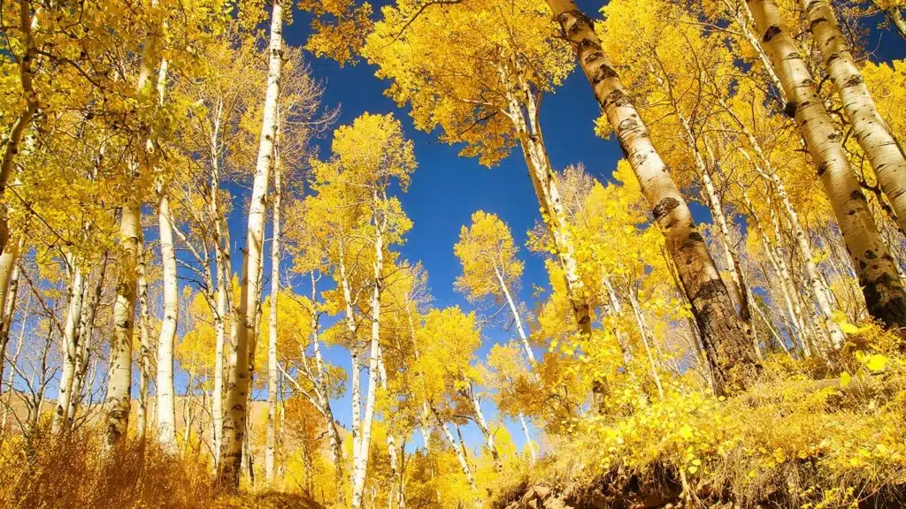 Yellow tall trees with a clear blue sky 