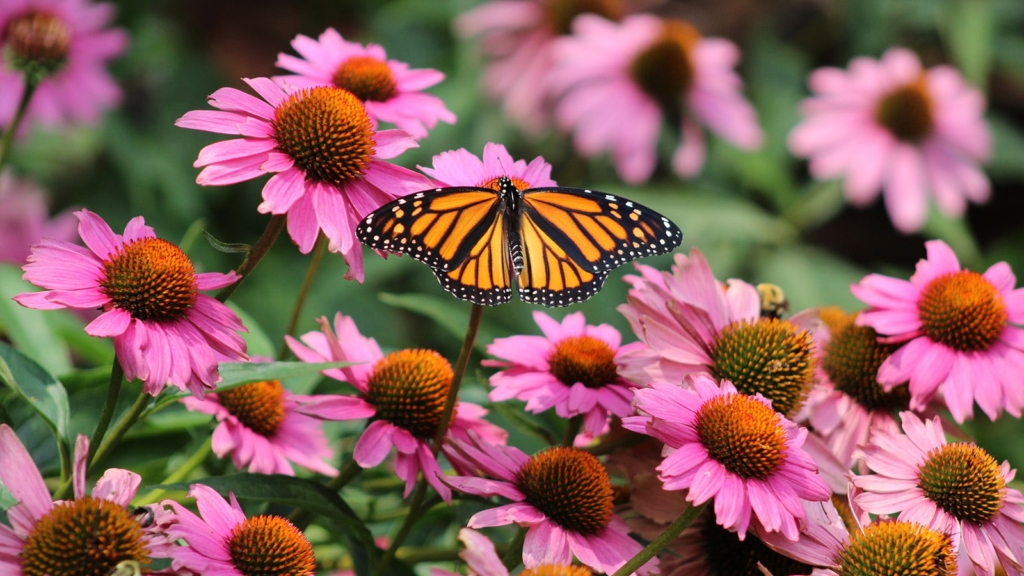 Pink daisies and an orange and black butterfly on top of one daisy