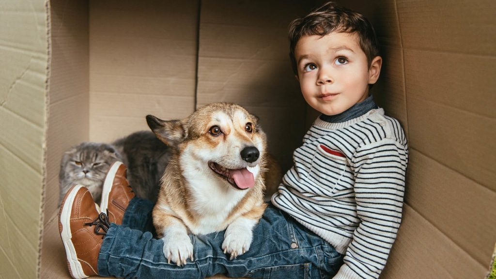 Boy sitting in a cardboard box with a corgi dog over his lap and a cat in the back of the box. 