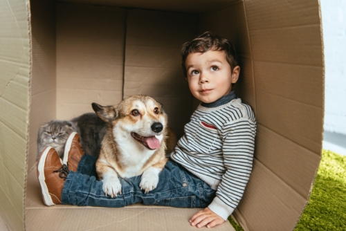 Selective focus of boy with adorable corgi and British longhair cat sitting inside a cardboard box
