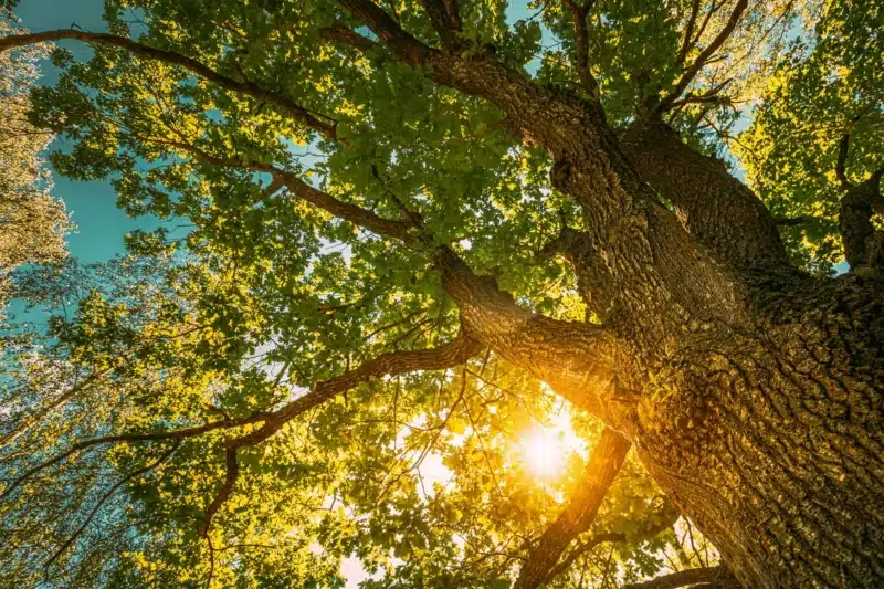 Sun Shining Through Oak Tree Branches In Sunny Summer Forest