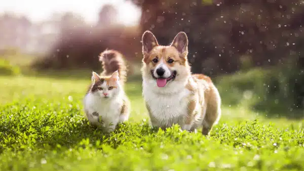Allergies 101: The Myth Around Hypoallergenic Pets