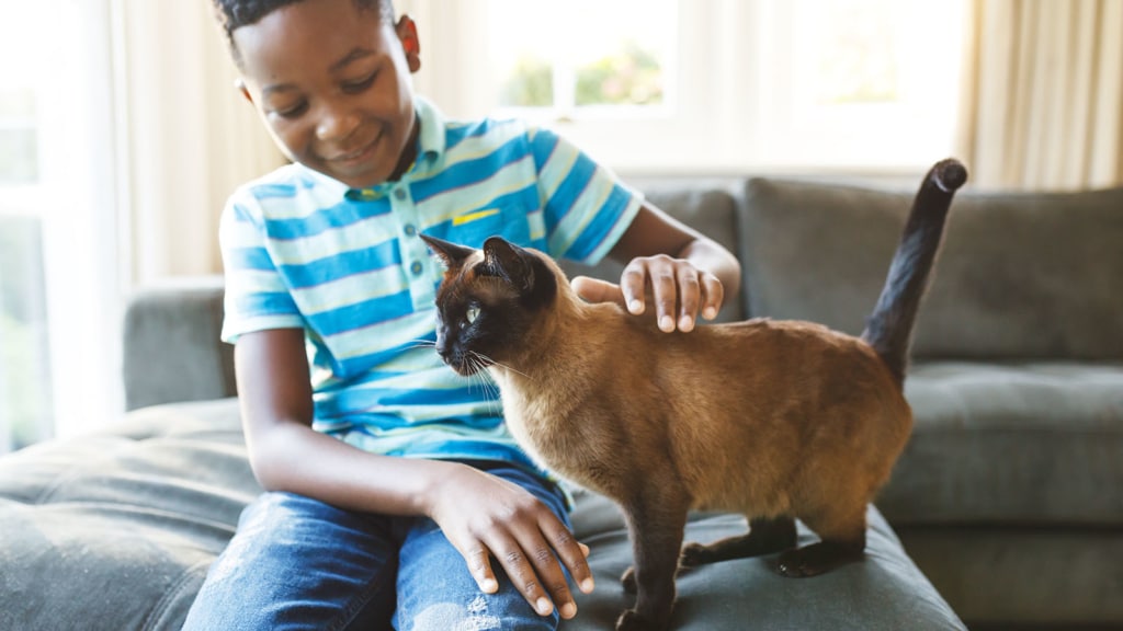 African American boy petting a cat