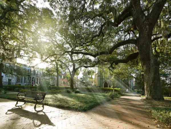 Pollen Levels Are Up in Savannah, GA