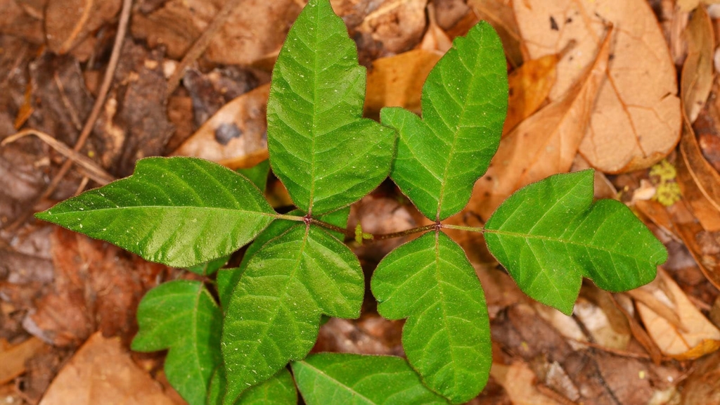 Close up picture of the leaves on a poison ivy