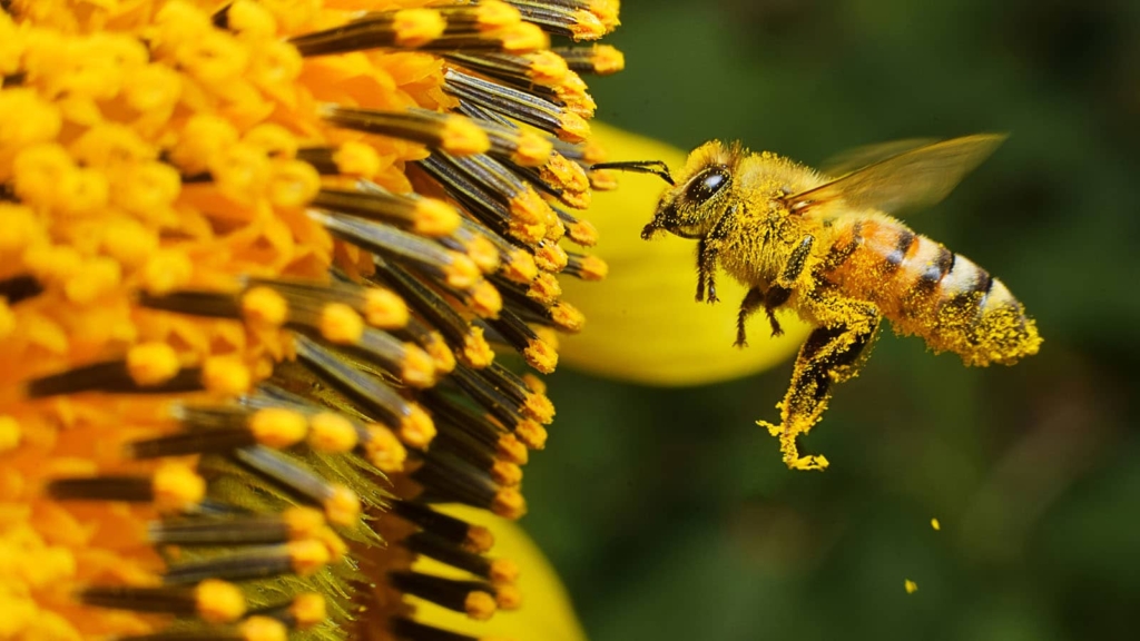 A Bee hovering while collecting pollen from sunflower blossom