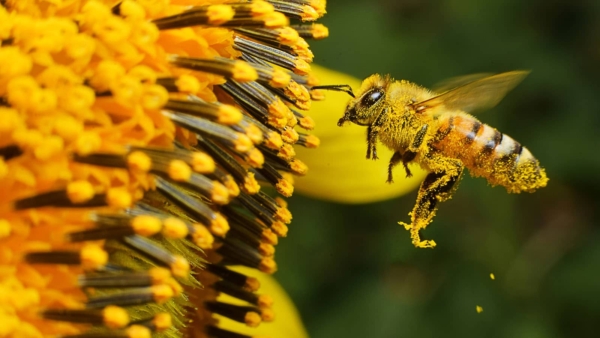 Do I Have A Stinging Insect or Bee Allergy?