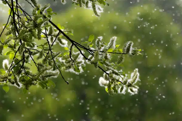 Tree pollen floating in the air