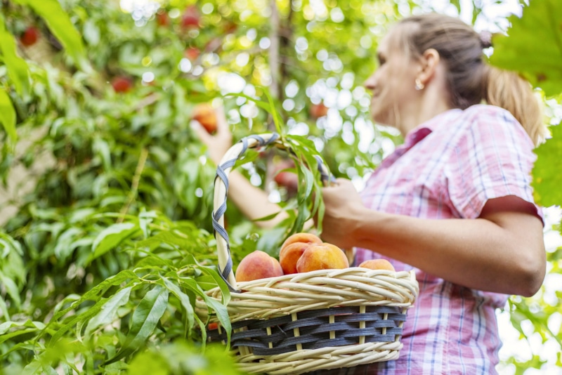 Woman farmer picking ripe peaches from a tree and placing them into basket in the garden