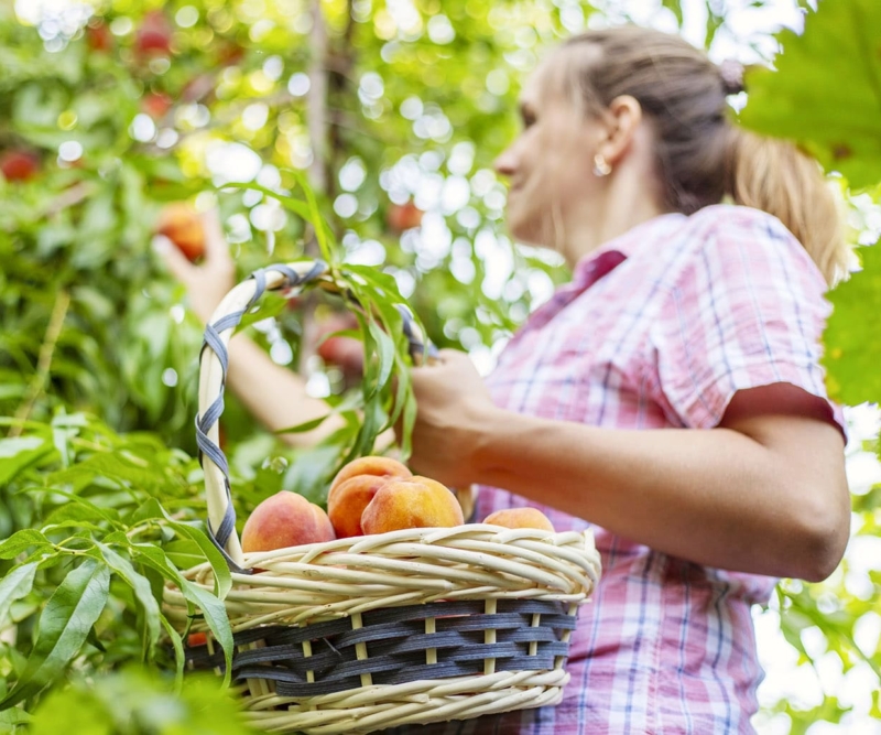 Woman farmer picking ripe peaches from a tree and placing them into basket in the garden