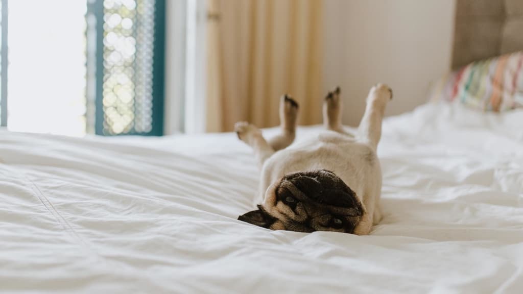Pug dog lying down on his back on a bed