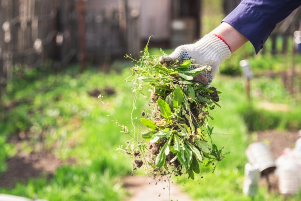 A man in gloves holding weed that was uprooted from his garden